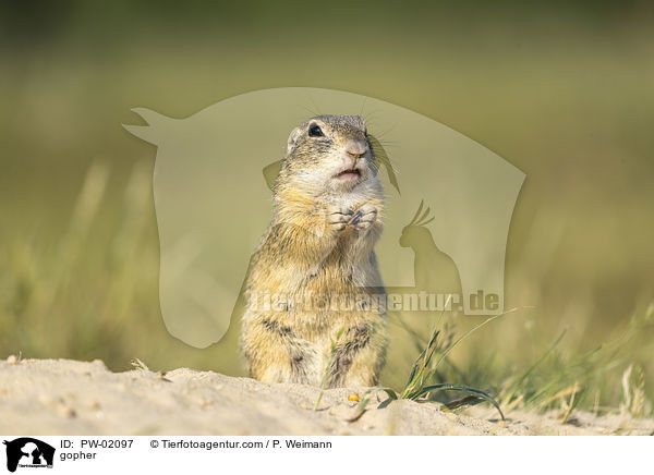 Ziesel / gopher / PW-02097