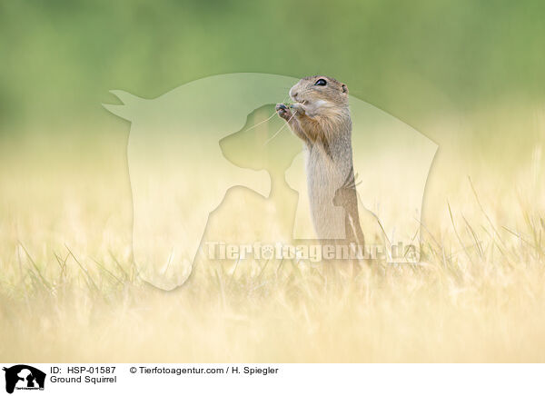 Ziesel / Ground Squirrel / HSP-01587