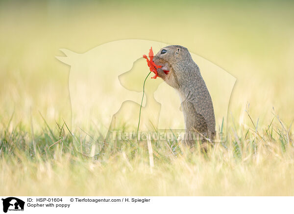 Ziesel mit Mohnblume / Gopher with poppy / HSP-01604