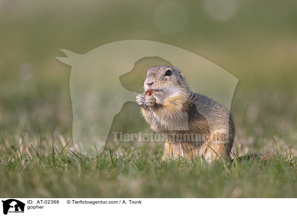 Ziesel / gopher / AT-02366