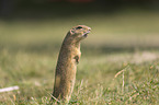 gopher