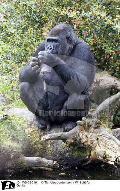 Gorilla / Gorilla / WS-02016