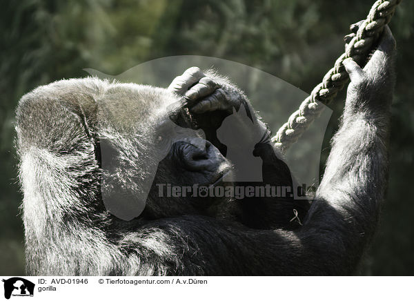 Flachlandgorilla / gorilla / AVD-01946