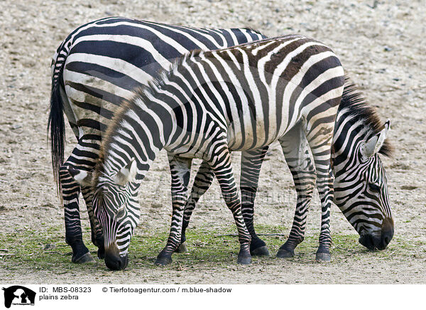 plains zebra / MBS-08323