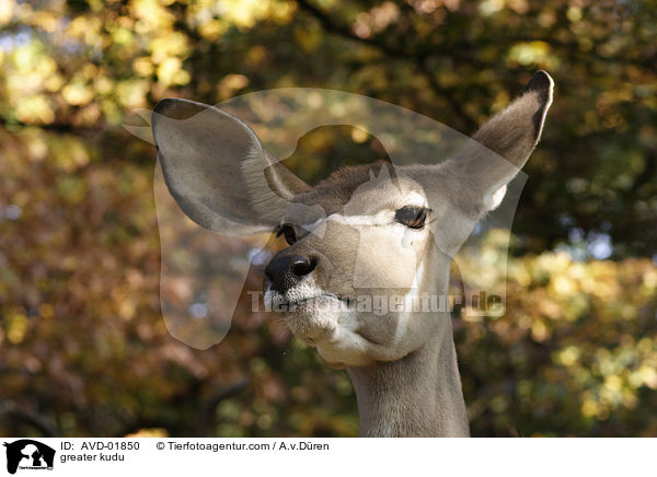 Groer Kudu / greater kudu / AVD-01850