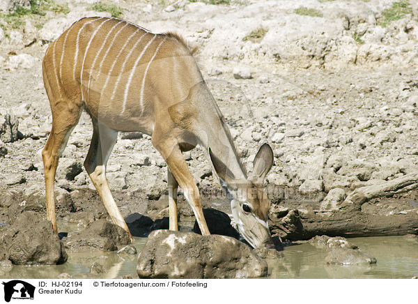 Groer Kudu / Greater Kudu / HJ-02194