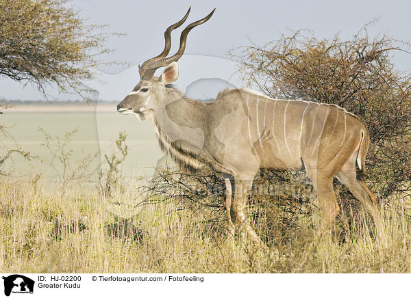 Groer Kudu / Greater Kudu / HJ-02200