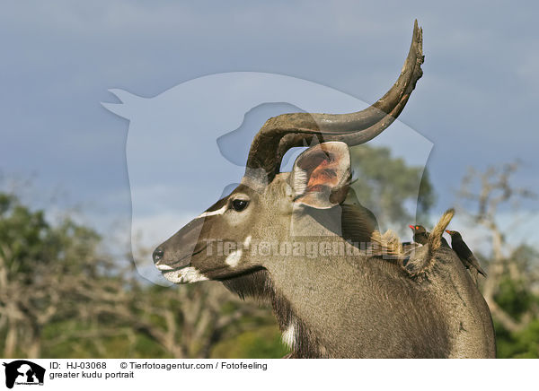 Groer Kudu Portrait / greater kudu portrait / HJ-03068
