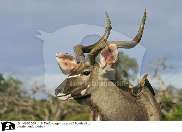 Groer Kudu Portrait / greater kudu portrait / HJ-03069