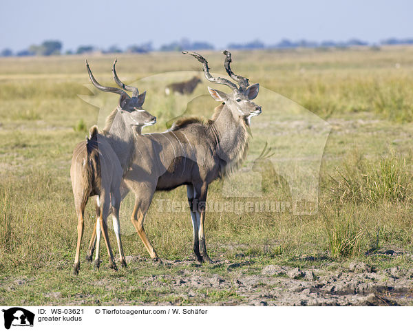 greater kudus / WS-03621