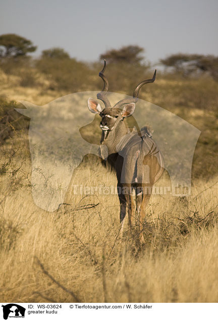 Groer Kudu / greater kudu / WS-03624