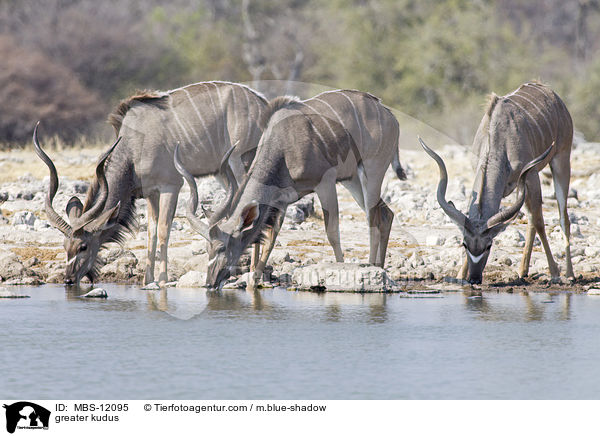 Groe Kudus / greater kudus / MBS-12095