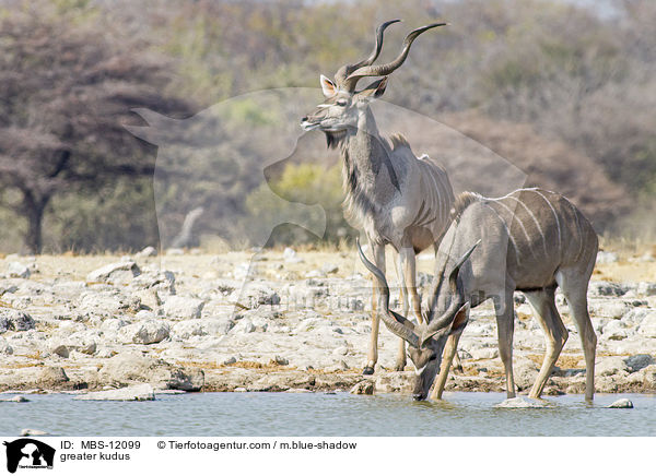 Groe Kudus / greater kudus / MBS-12099