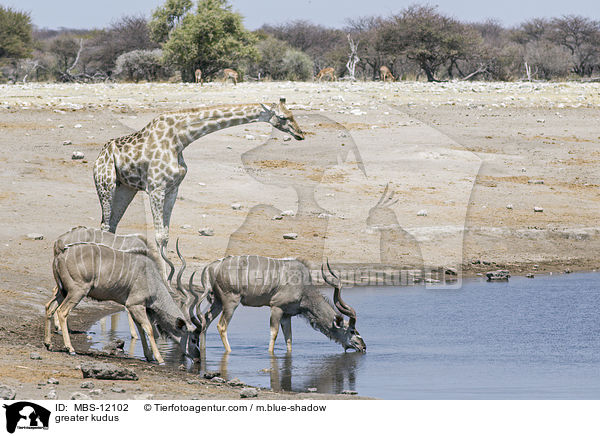 Groe Kudus / greater kudus / MBS-12102