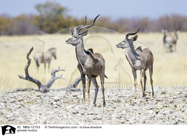 Groe Kudus / greater kudus / MBS-12103