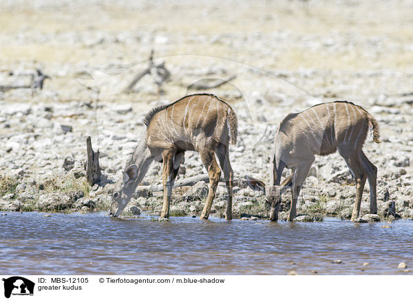 Groe Kudus / greater kudus / MBS-12105