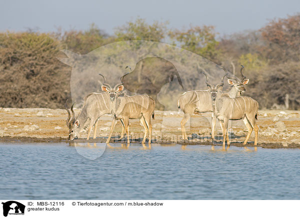 Groe Kudus / greater kudus / MBS-12116