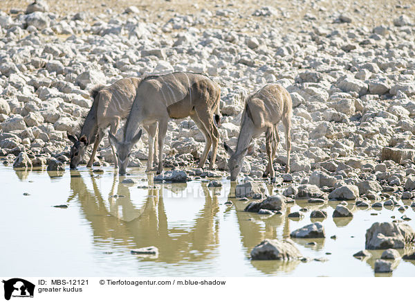 Groe Kudus / greater kudus / MBS-12121