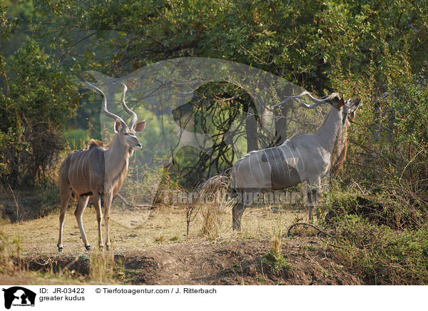 Groe Kudus / greater kudus / JR-03422