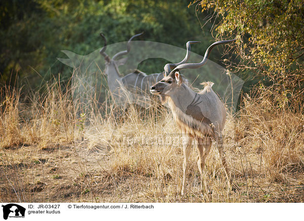 Groe Kudus / greater kudus / JR-03427