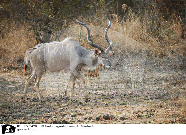 Groer Kudu / greater kudu / JR-03428