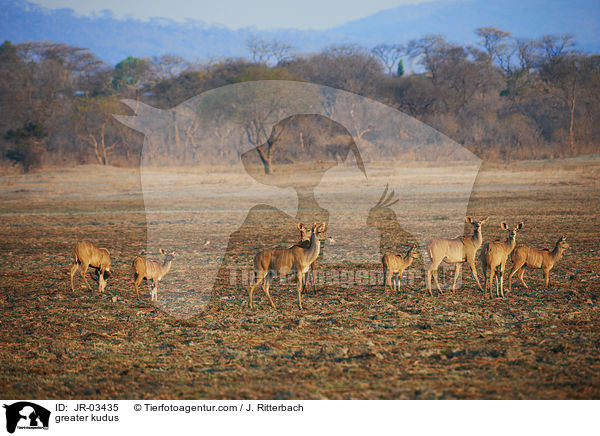 Groe Kudus / greater kudus / JR-03435