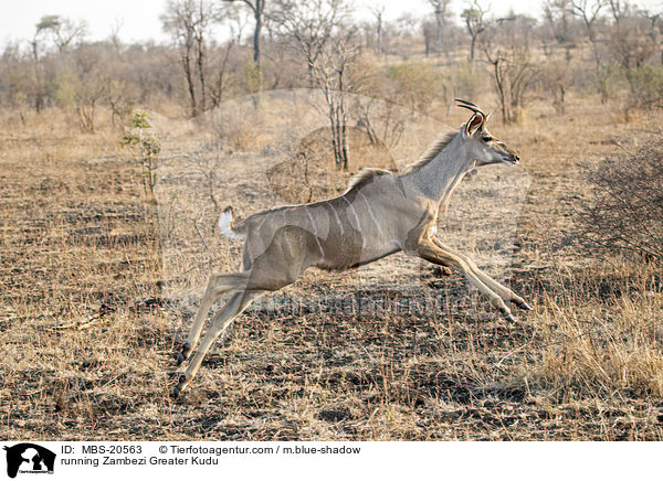 running Zambezi Greater Kudu / MBS-20563