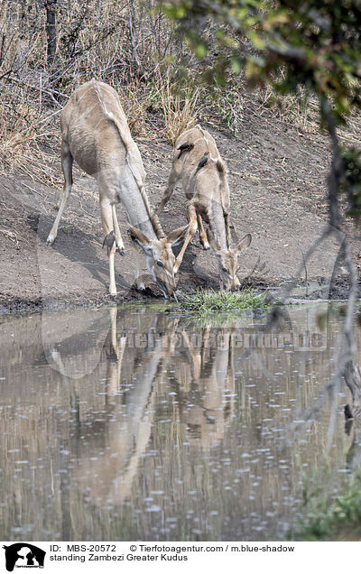 stehende Groer Kudus / standing Zambezi Greater Kudus / MBS-20572