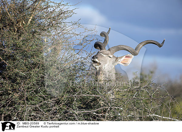 Groer Kudu Portrait / Zambezi Greater Kudu portrait / MBS-20589