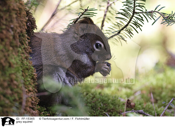 grey squirrel / FF-15365