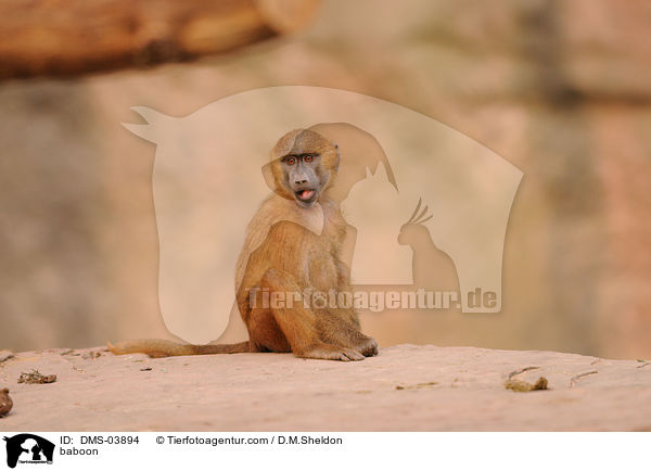 Guinea-Pavian / baboon / DMS-03894