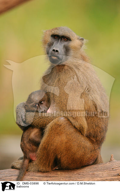 Guinea-Paviane / baboons / DMS-03896