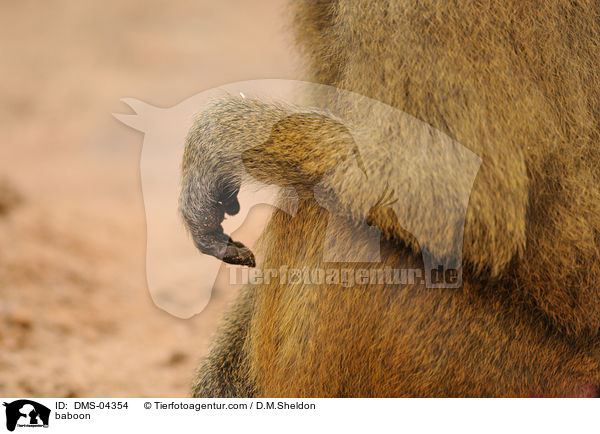 Guinea-Pavian / baboon / DMS-04354