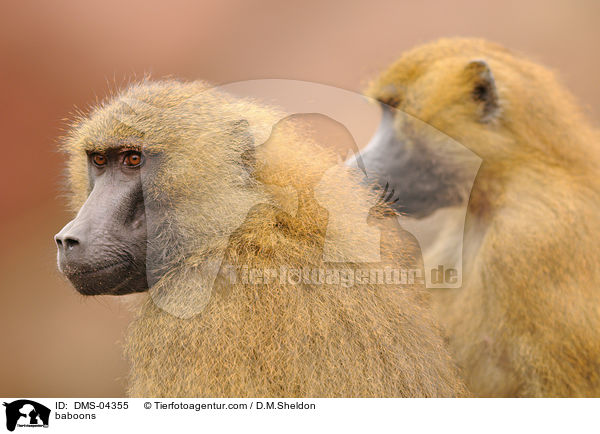 Guinea-Paviane / baboons / DMS-04355