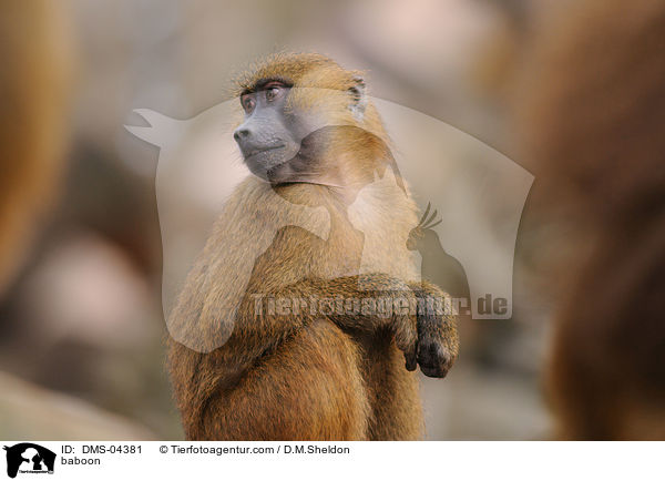 Guinea-Pavian / baboon / DMS-04381