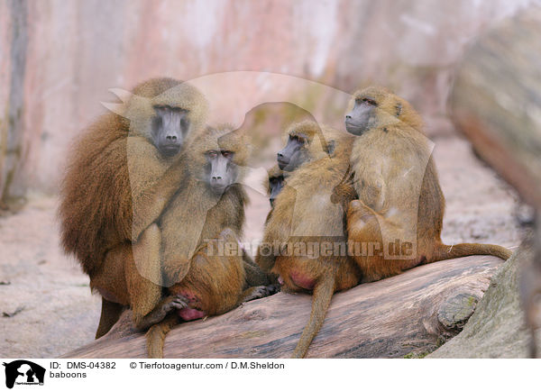 Guinea-Paviane / baboons / DMS-04382