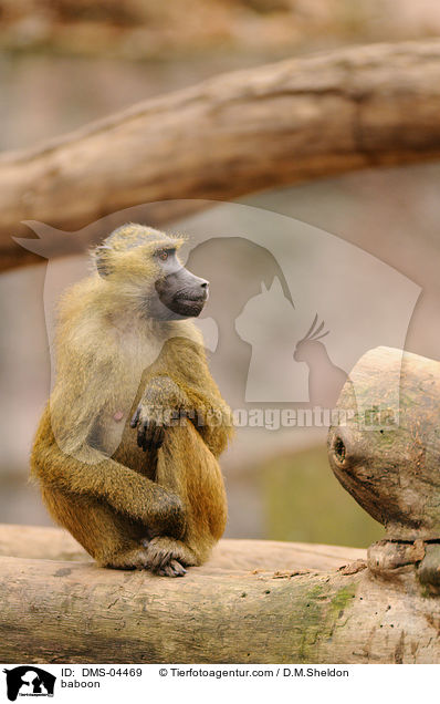 Guinea-Pavian / baboon / DMS-04469