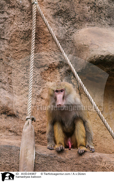 Mantelpavian / hamadryas baboon / AVD-04967