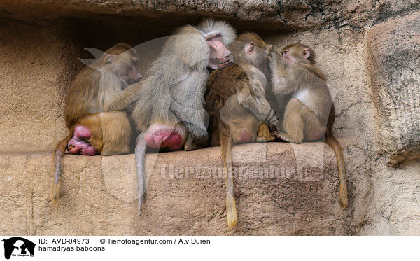 Mantelpaviane / hamadryas baboons / AVD-04973