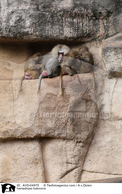 Mantelpaviane / hamadryas baboons / AVD-04975