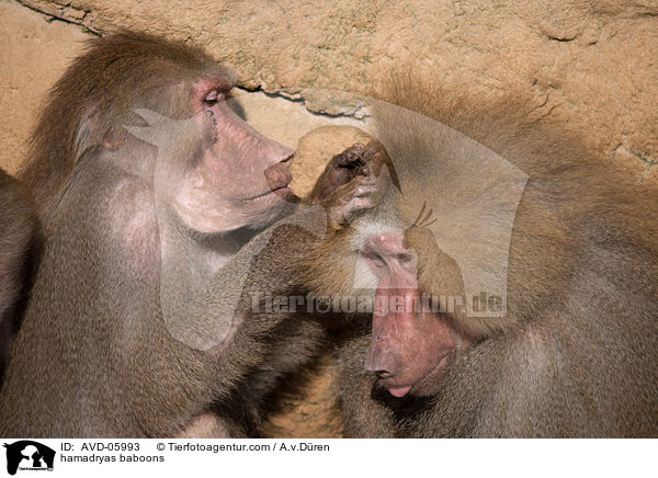 Mantelpaviane / hamadryas baboons / AVD-05993