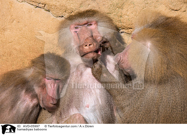 Mantelpaviane / hamadryas baboons / AVD-05997