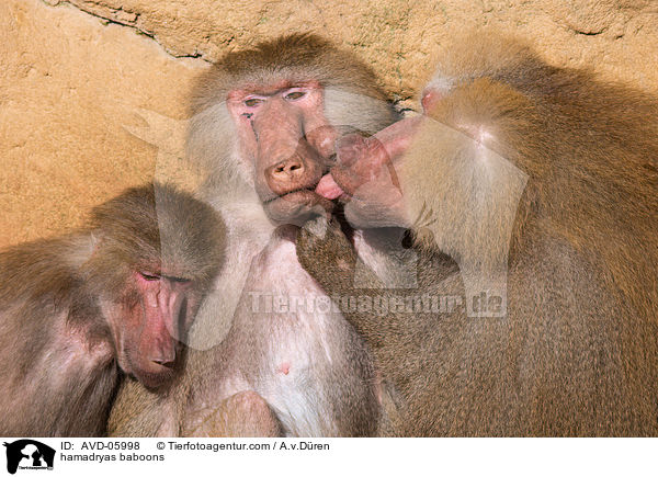 Mantelpaviane / hamadryas baboons / AVD-05998
