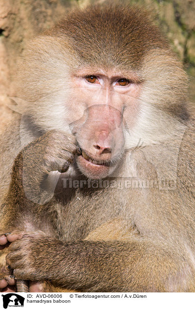 hamadryas baboon / AVD-06006