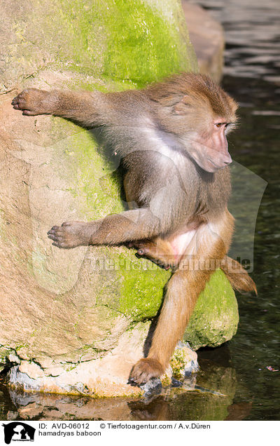 Mantelpavian / hamadryas baboon / AVD-06012