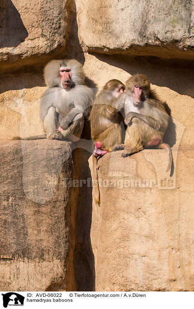 Mantelpaviane / hamadryas baboons / AVD-06022