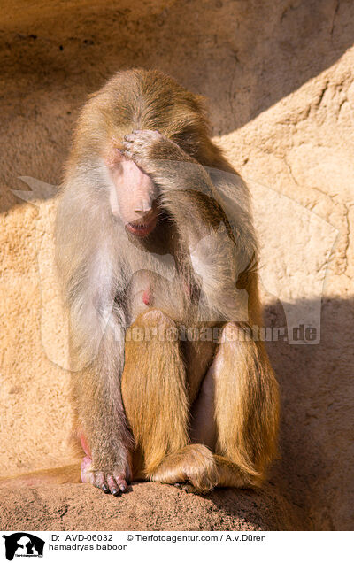 hamadryas baboon / AVD-06032