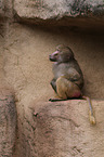 hamadryas baboon