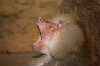 hamadryas baboon