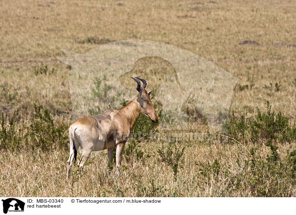 Kuhantilope / red hartebeest / MBS-03340